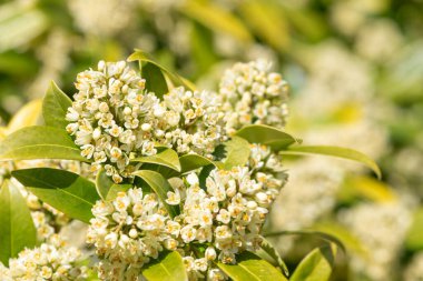 Kew yeşili skimmia konfiçusa çiçeklerinin açılışını kapat