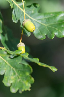 İngiliz meşe ağacındaki meşe palamudunu kapat (quercus robur)