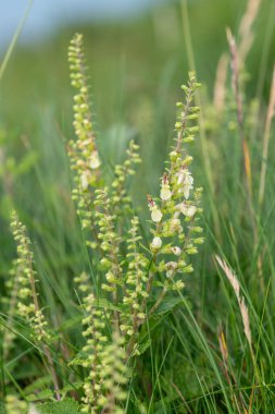 Ağaç adaçayı (teucrium scorodonia) çiçeklerinin çiçek açması