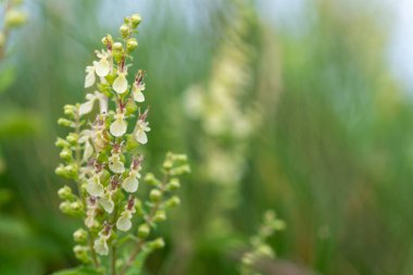 Ağaç adaçayı (teucrium scorodonia) çiçeklerinin çiçek açması