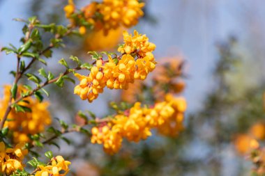 Darwin Barberry 'nin (berberis darwinii) çiçekleri çiçek açarken yakın plan