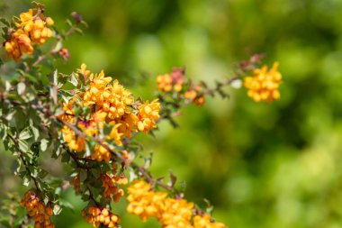 Darwin Barberry 'nin (berberis darwinii) çiçekleri çiçek açarken yakın plan