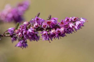 Çiçek açarken ortak fundaya (calluna vulgaris) yaklaş