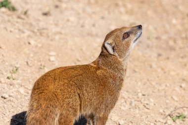Sarı bir firavun faresinin portresi (Snictis penicllata)