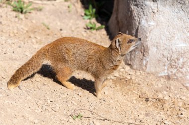 Sarı bir firavun faresinin portresi (Snictis penicllata)