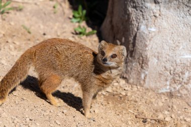 Sarı bir firavun faresinin portresi (Snictis penicllata)