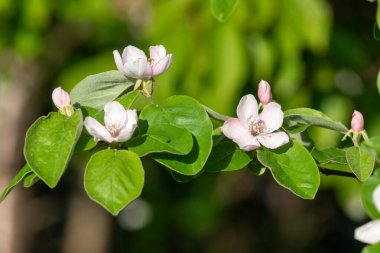 Ayva üzerindeki pembe çiçekleri kapat (cydonia oblonga)
