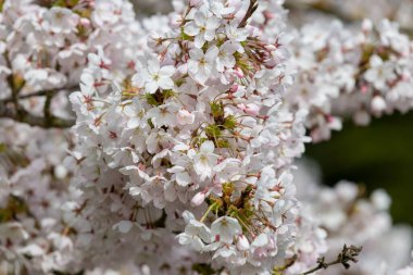Çiçek açmış beyaz kiraz çiçeklerine yaklaş