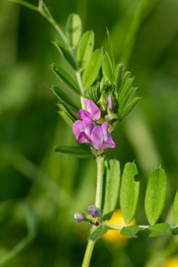 Çiçeklerin çiçek açtığı ortak bir nokta (vicia sativa) var.