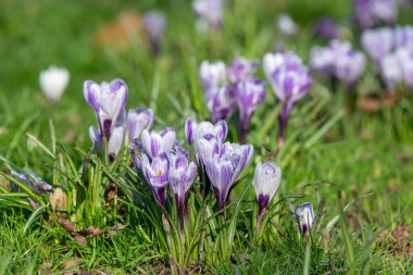 Çiçek açan mor ve beyaz çizgili bahar timsahlarına (crocus vernus) yakın plan