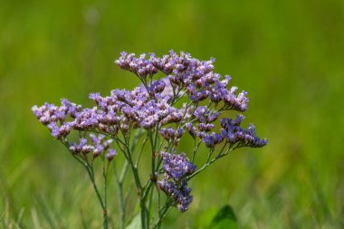 Yaygın deniz lavantasına (limonyum vulgare) çiçek açarken yakın plan