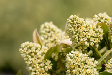 Kew yeşili skimmia konfiçusa çiçeklerinin açılışını kapat
