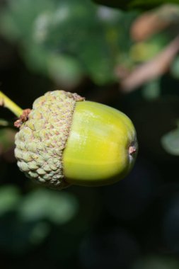 Bir İngiliz meşe ağacındaki meşe palamudunu kapat (quercus robur)