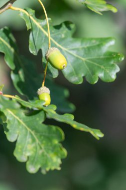 İngiliz meşe ağacındaki meşe palamudunu kapat (quercus robur)