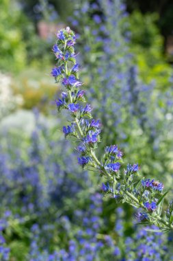 Çiçek açan Viper Bugloss (echium vugare) çiçeklerini kapat