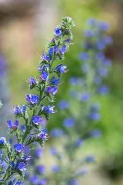 Çiçek açan Viper Bugloss (echium vugare) çiçeklerini kapat