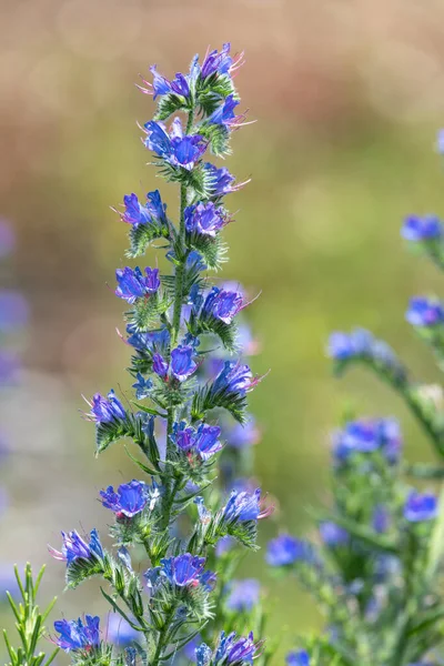 Çiçek açan Viper Bugloss (echium vugare) çiçeklerini kapat