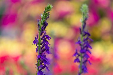 Mor bir kardinal çiçeğine (lobelia cardinalis) çiçek açarken yaklaş