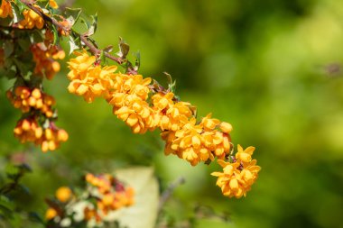 Darwin Barberry 'nin (berberis darwinii) çiçekleri çiçek açarken yakın plan