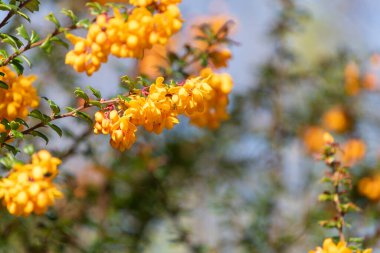 Darwin Barberry 'nin (berberis darwinii) çiçekleri çiçek açarken yakın plan