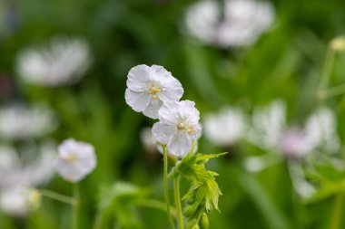 Beyaz esmer turnaların gagasını kapat (sardunya phaeum) çiçek açmış