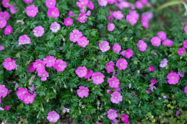 Pembe kanlı sardunyaların (sardunya sanguinyum) çiçekleri açılır.