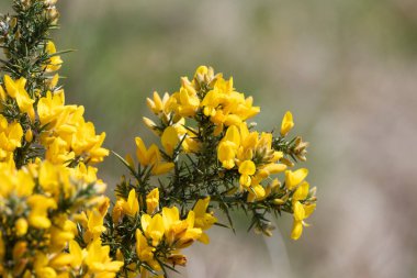 Çiçekler açan ortak gorse (ulex europaeus) çiçeklerini kapat