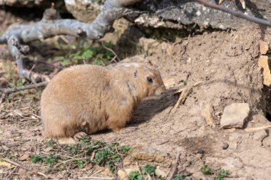 Bir dağ sıçanının portresi (marmota monax)