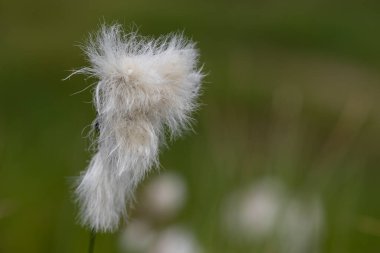 Yaban tavşanlarının kuyruk pamuk otlarını (eriophorum vajinatum) çiçek açarak kapatın