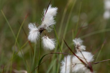 Yaban tavşanlarının kuyruk pamuk otlarını (eriophorum vajinatum) çiçek açarak kapatın