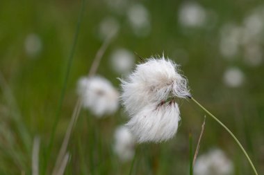 Yaban tavşanlarının kuyruk pamuk otlarını (eriophorum vajinatum) çiçek açarak kapatın