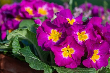 Çiçek açmış pembe polyanthus çuha çiçeklerine yakın