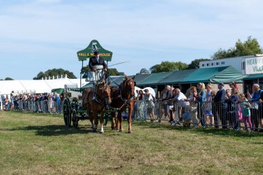 Dorchester. Dorset.Birleşik Krallık. 6 Ekim 2025. Dorset İlçe Şovu 'nda bir at arabası çekiyorlar.