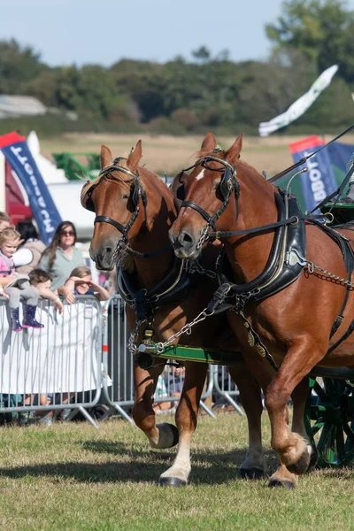 Dorchester. Dorset.Birleşik Krallık. 6 Ekim 2025. Dorset İlçe Şovu 'nda bir at arabası çekiyorlar.