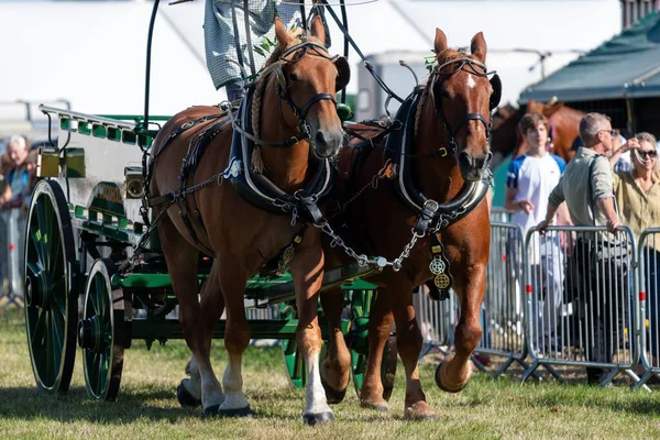 Dorchester. Dorset.Birleşik Krallık. 6 Ekim 2025. Dorset İlçe Şovu 'nda bir at arabası çekiyorlar.