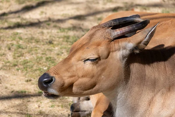 Esaret altındaki bir bantenin (bos javanicus) kafasından vuruşu