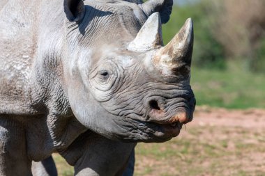 Doğu siyah gergedanının baş fotoğrafı (gergedan biconis michaeli)