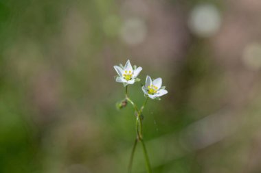 Çiçek açan mısır serpintisi (spergula arvensis) çiçeklerini kapat
