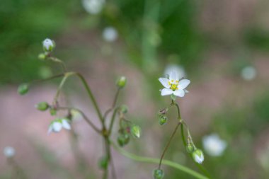 Çiçek açmış bir mısır serpintisinin (spergula arvensis) kapağını kapat