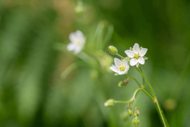Çiçek açan mısır serpintisi (spergula arvensis) çiçeklerini kapat