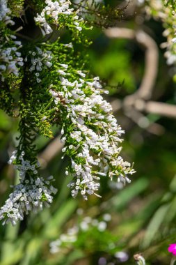 Çiçekler açan sahte fundalıklara (fabiana imbricata) yakın plan