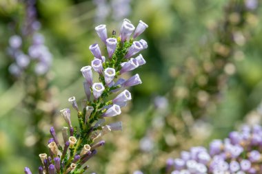 Çiçekler açan sahte fundalıklar (fabiana imbricata)