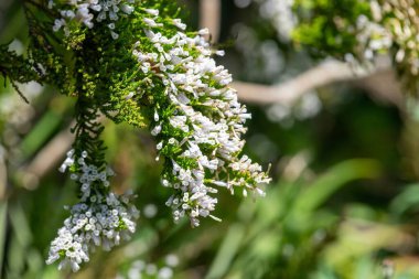 Çiçekler açan sahte fundalıklara (fabiana imbricata) yakın plan