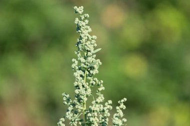 Şişman bir tavuğun (chenopodium albümü) kapağını kapat
