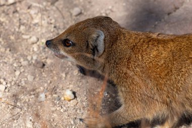 Sarı bir firavun faresinin portresi (Snictis penicllata)