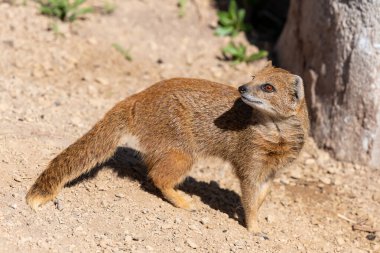 Sarı bir firavun faresinin portresi (Snictis penicllata)