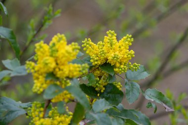 Oregon üzümünün (berberis aquifolium) çiçekleri çiçek açarken yakın plan