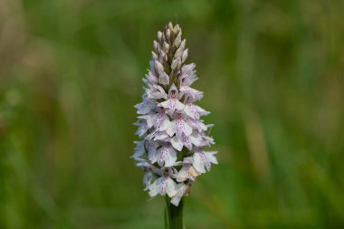 Çiçek açan bir çalılık benekli orkideye (dactylorhiza maculata) yakın plan