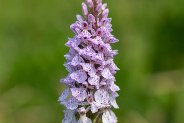 Çiçek açan bir çalılık benekli orkideye (dactylorhiza maculata) yakın plan