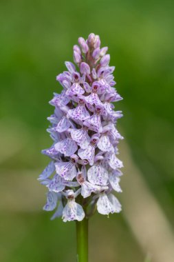 Çiçek açan bir çalılık benekli orkideye (dactylorhiza maculata) yakın plan